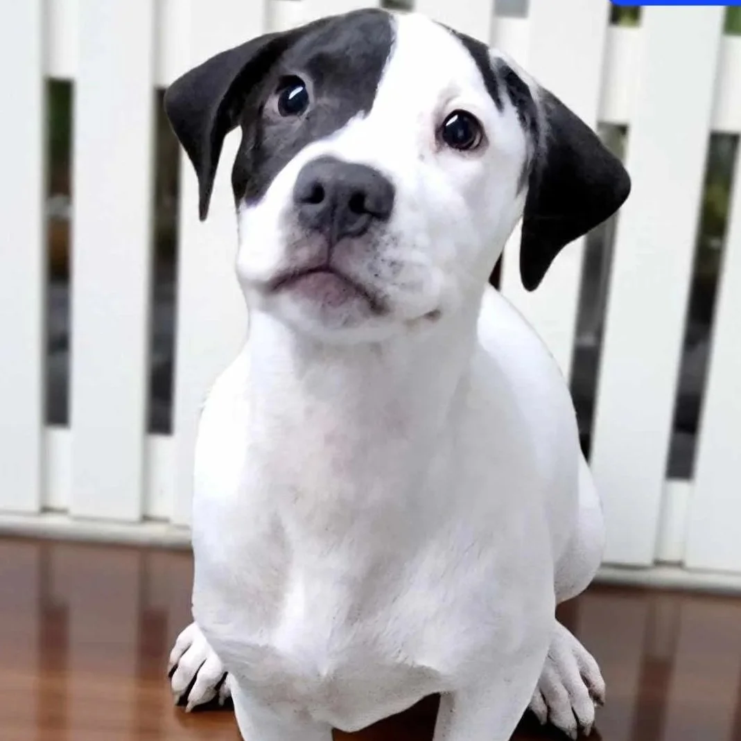 Biscuit2.jpg