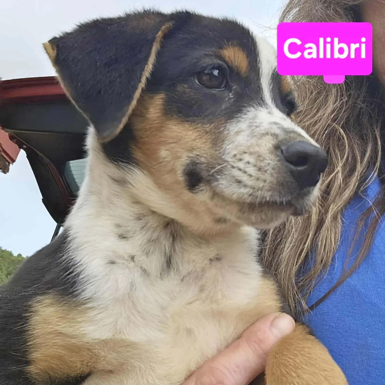 Calibri3.jpg