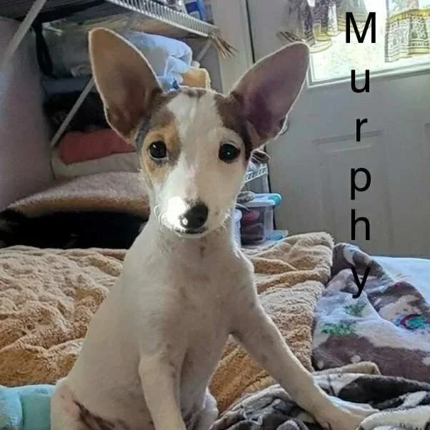 Murphy5.jpg