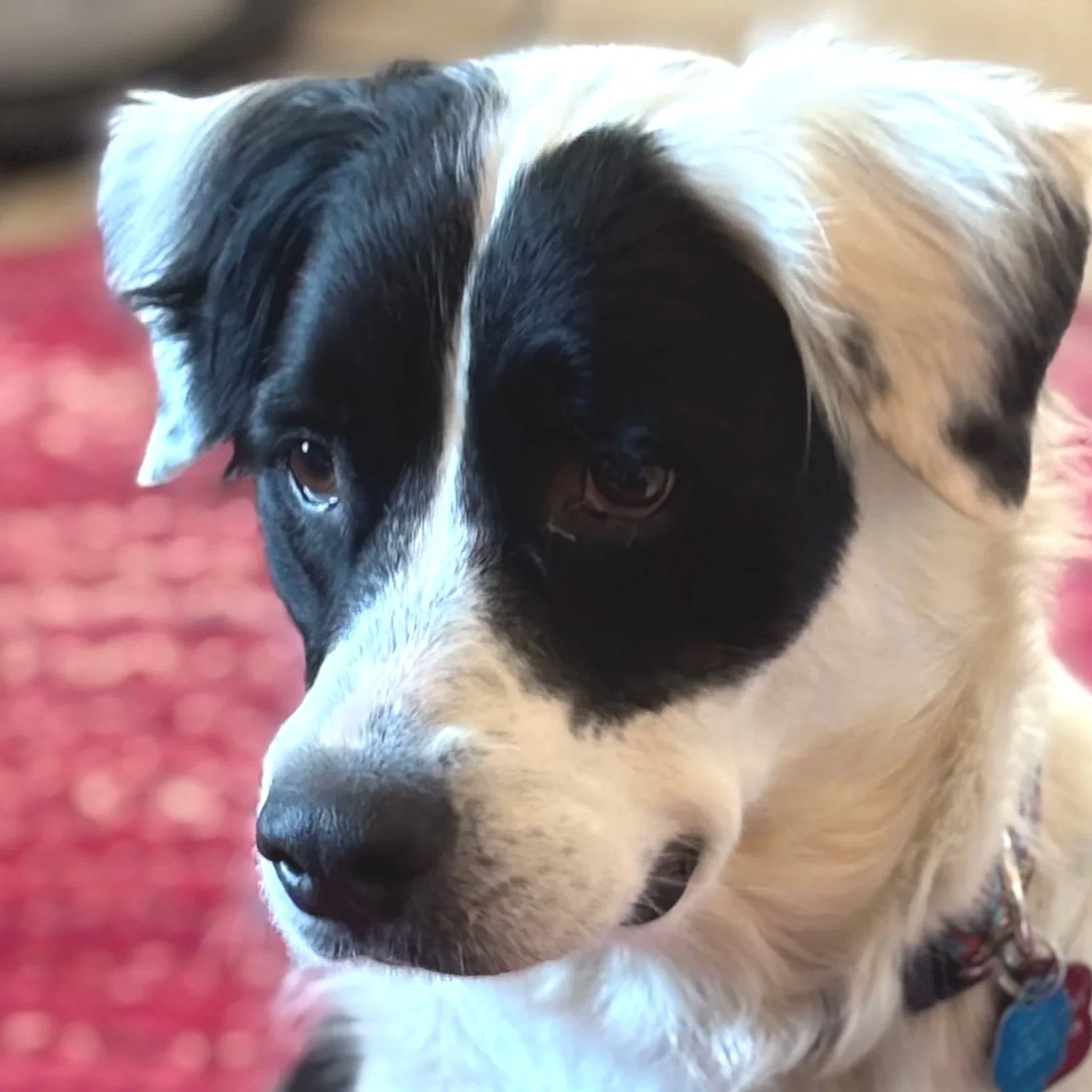 Gracie - Available to Meet in Vermont