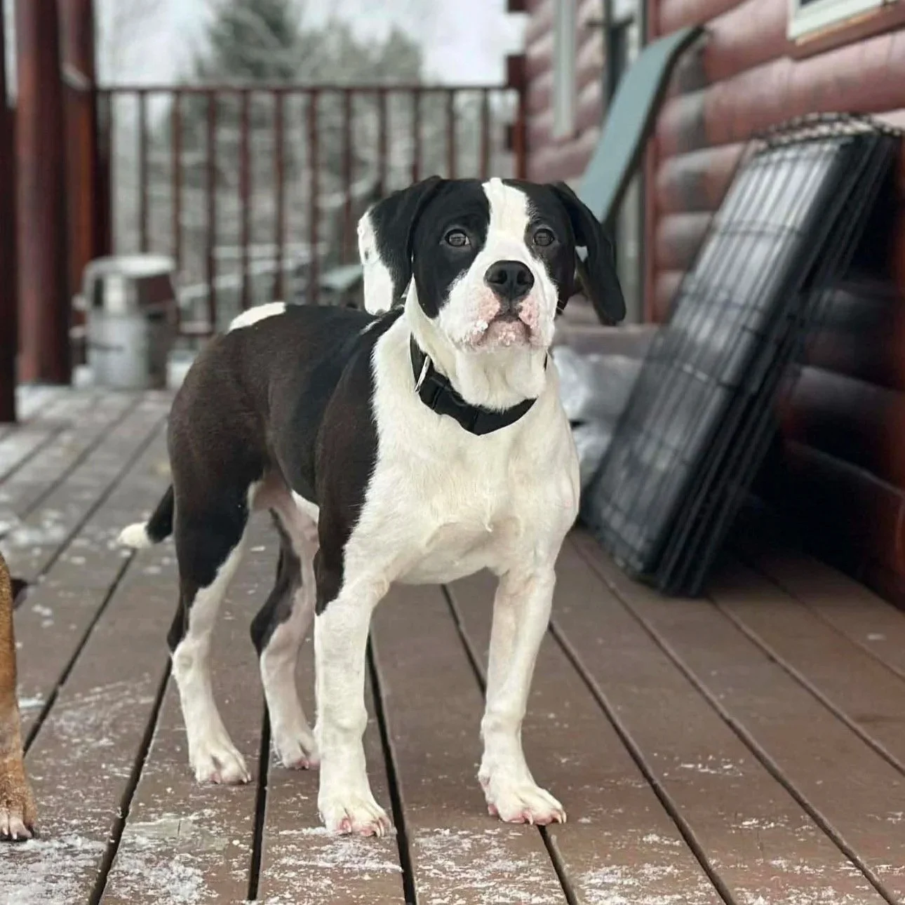 Bubba - Available to Meet in Vermont