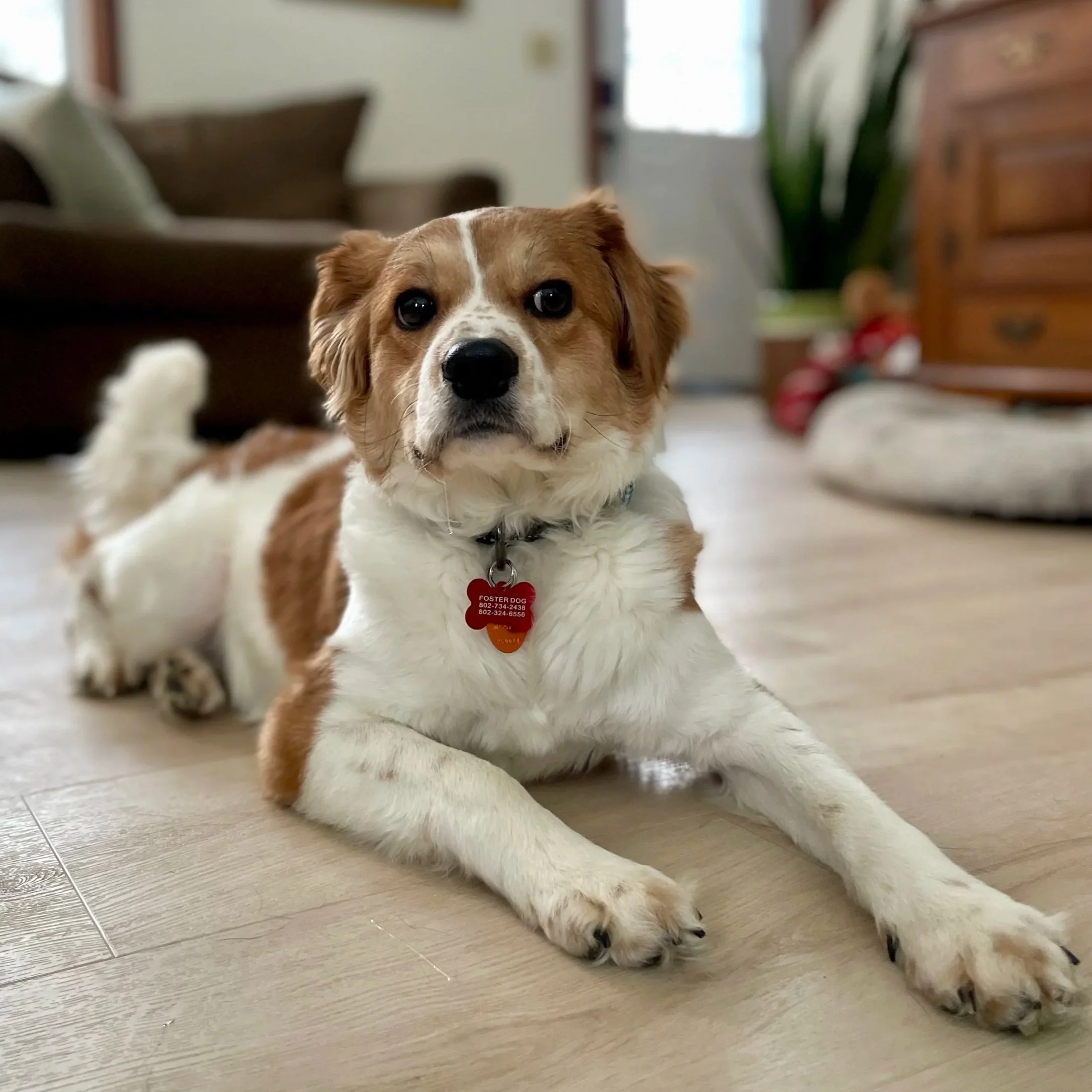 Cooper - Available to Meet in Vermont - Adopted