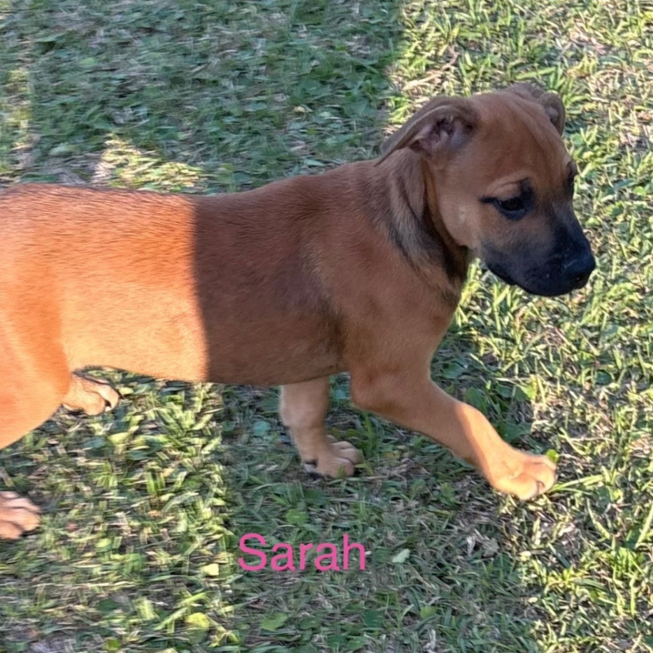 sarah2.png