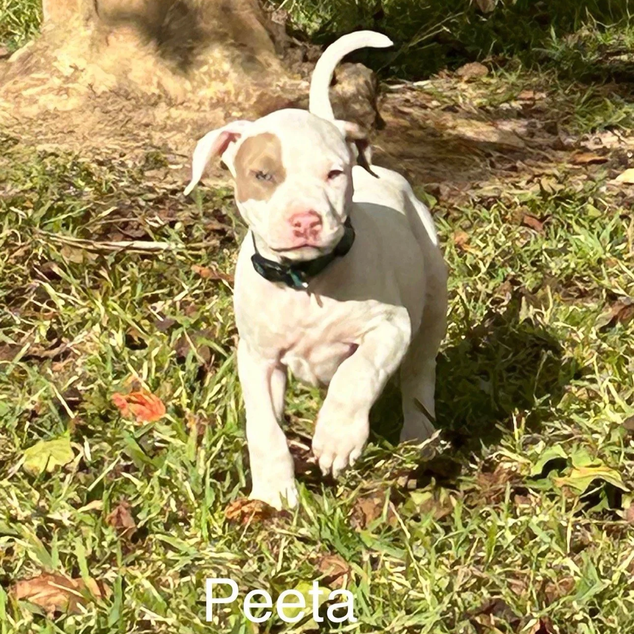 Peeta2.png