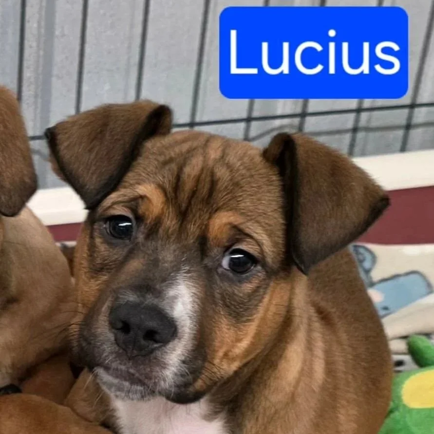 Lucius - The Gladiators - Adopted