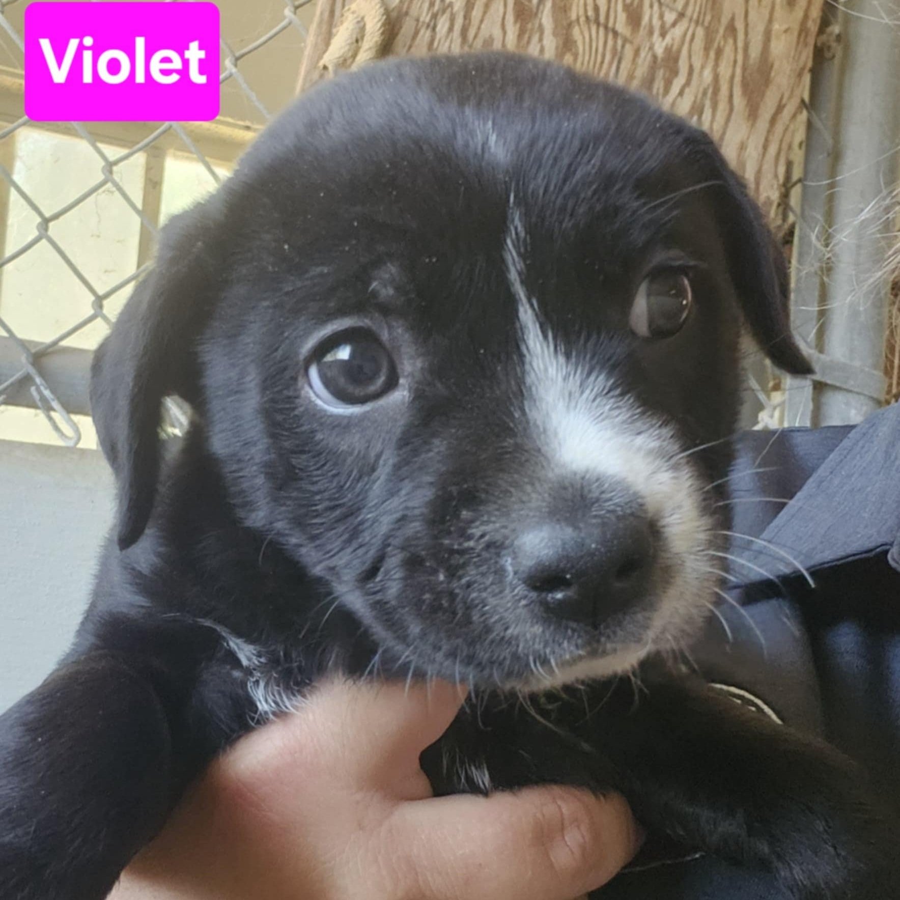 Violet2.jpg