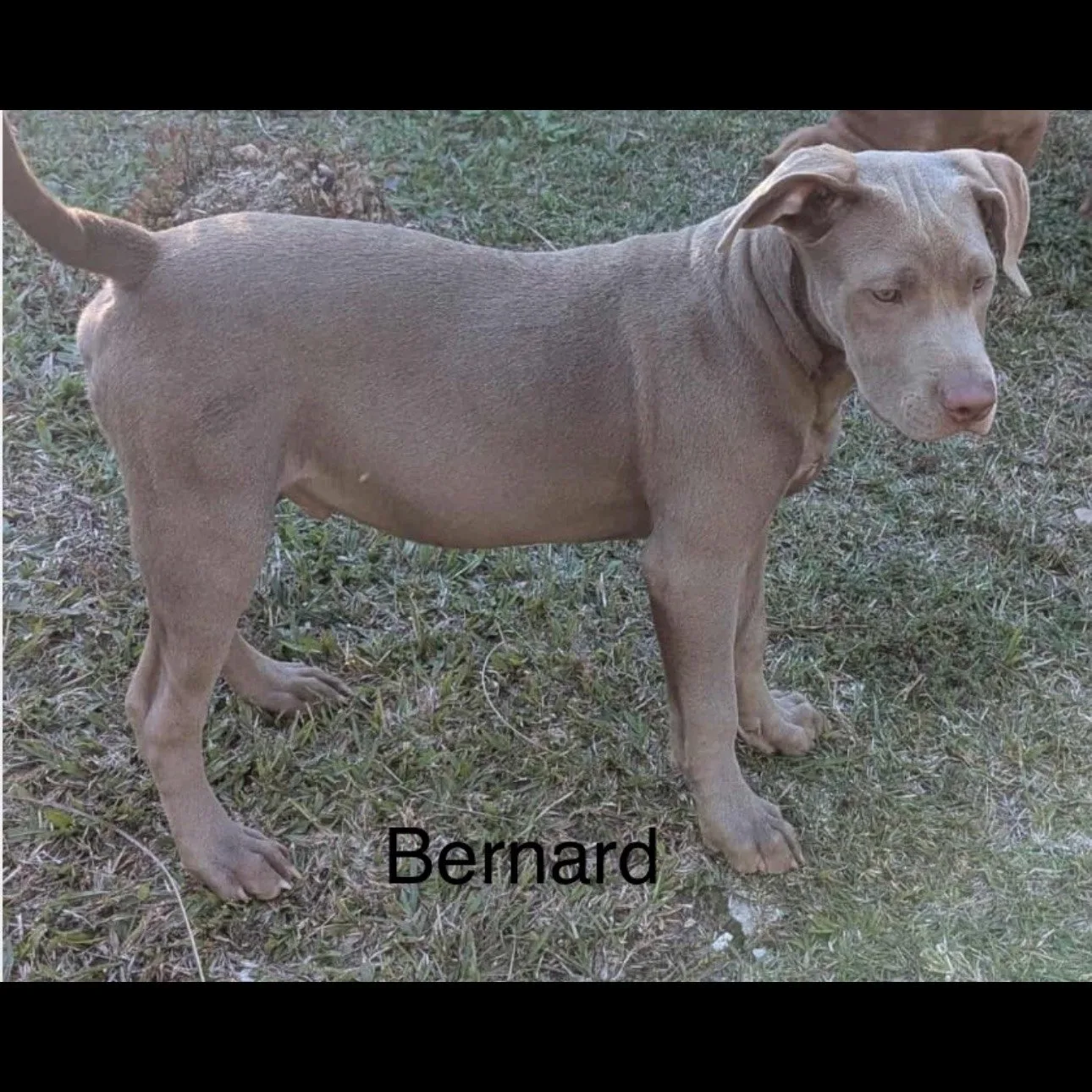 Bernard1.png