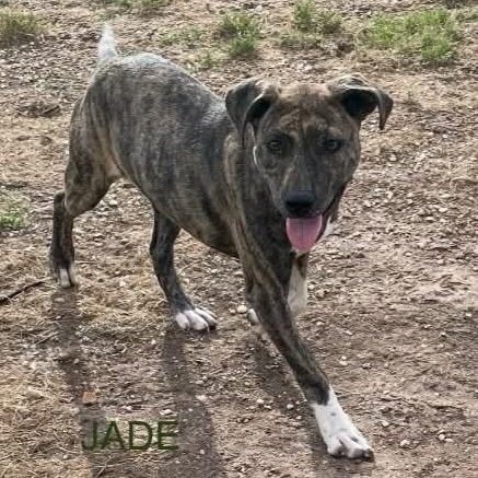 Jade7.jpg