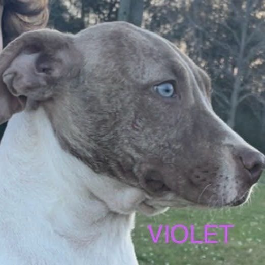 Violet4.jpg