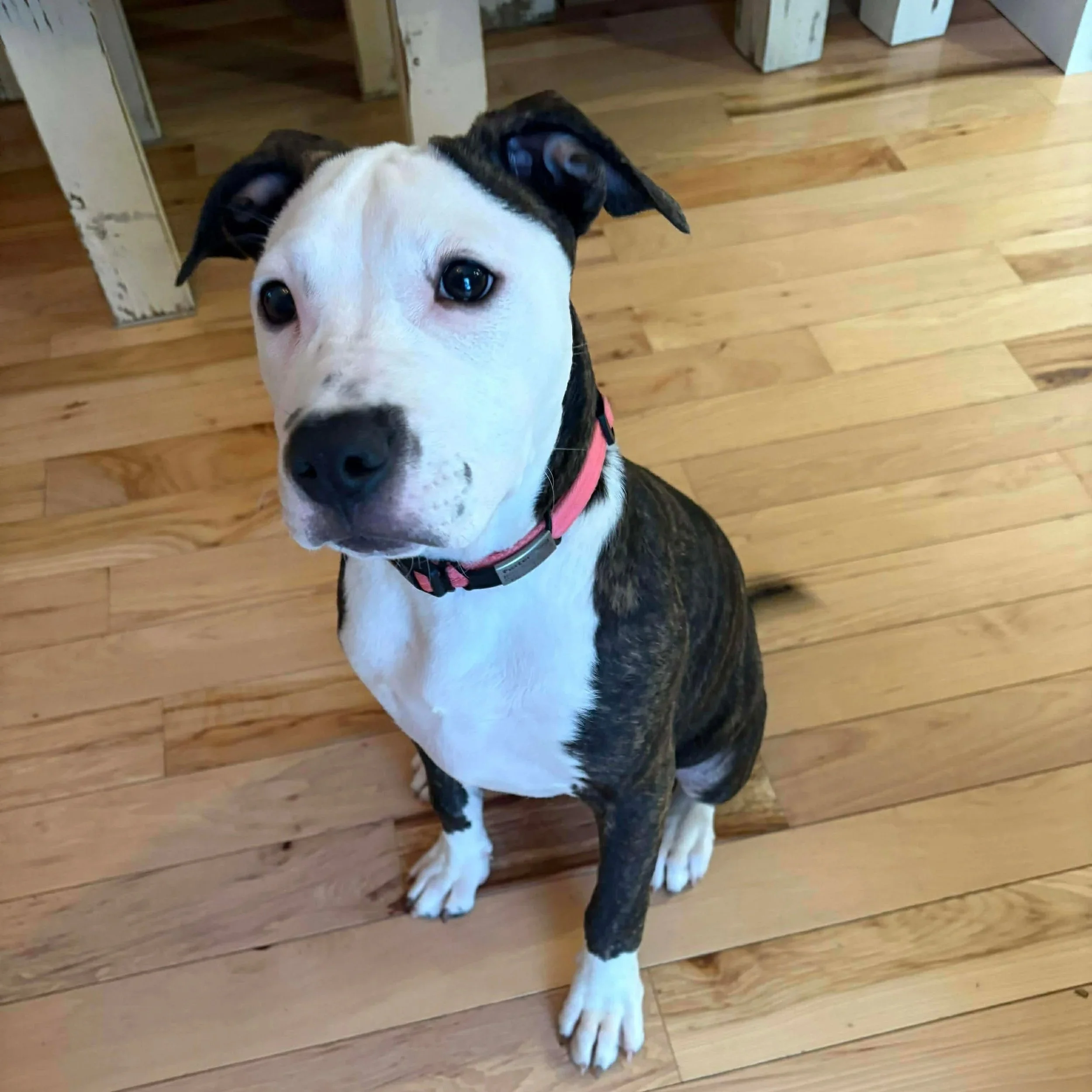 Lola - Available to Meet in Vermont