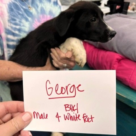 George1.jpg