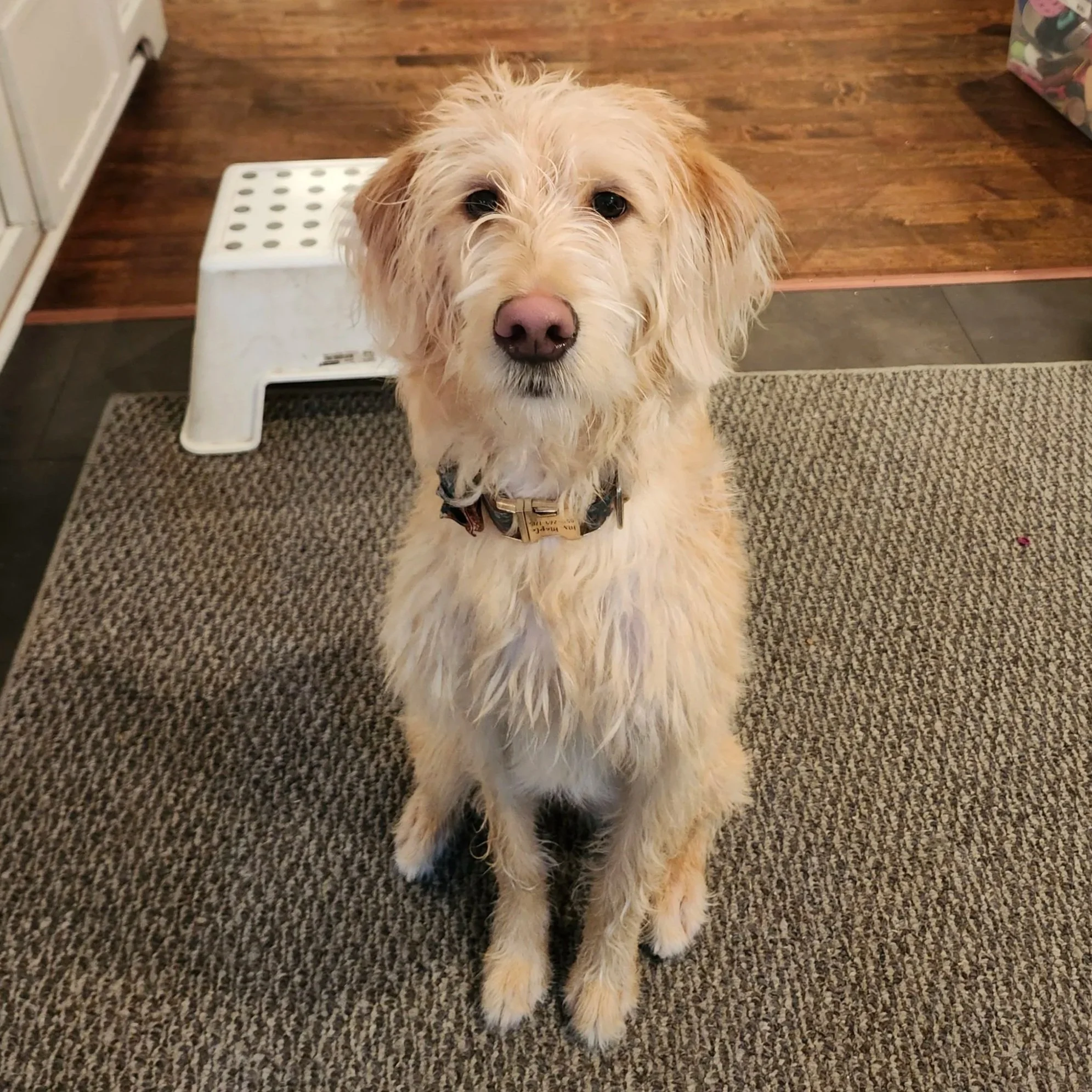 Maple - Available to Meet in Vermont