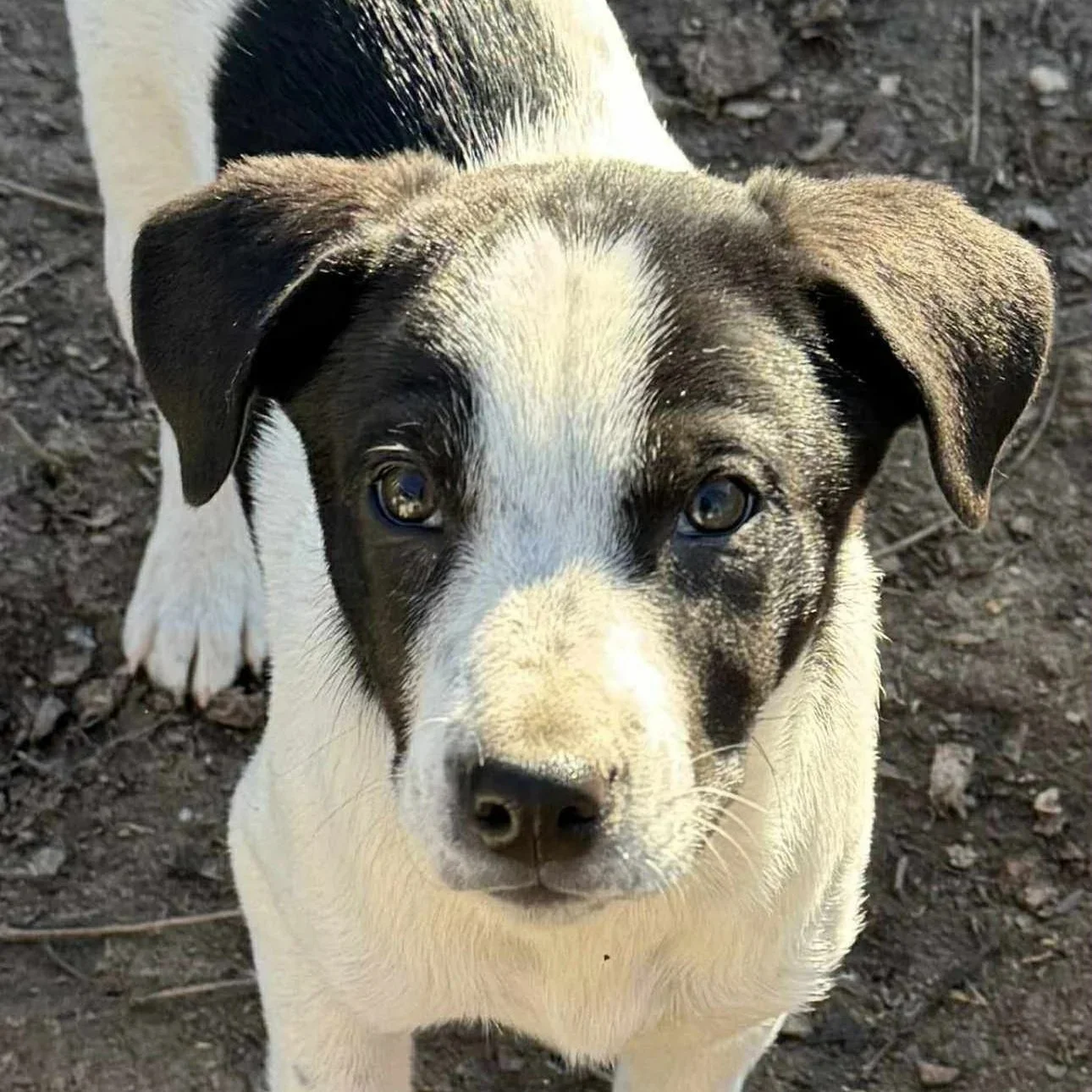 Taki - The T Litter - Available to Meet in Vermont - Adopted