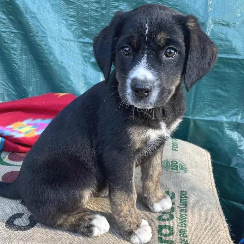 Eudora - The Victorian 10