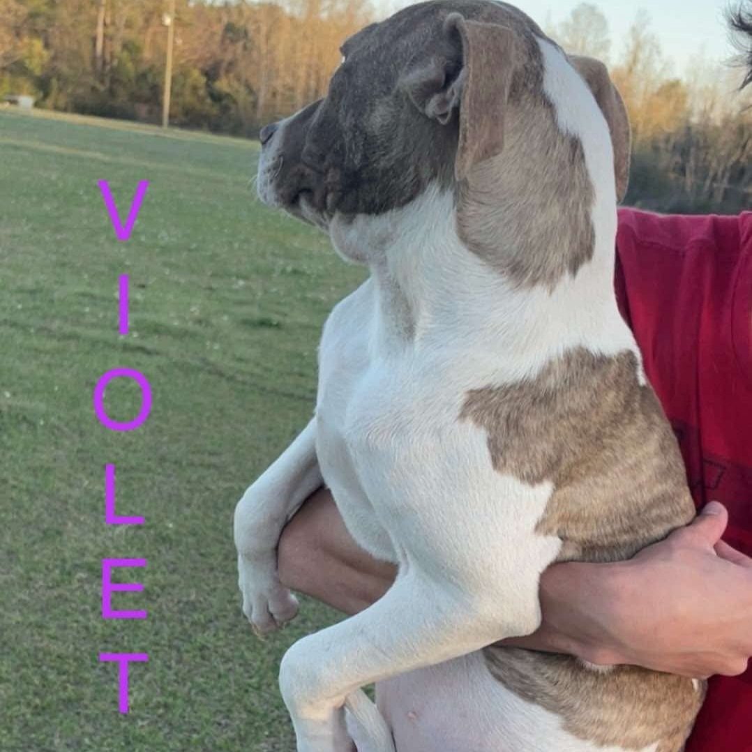 Violet1.jpg