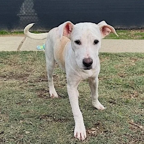Nellie1.jpg