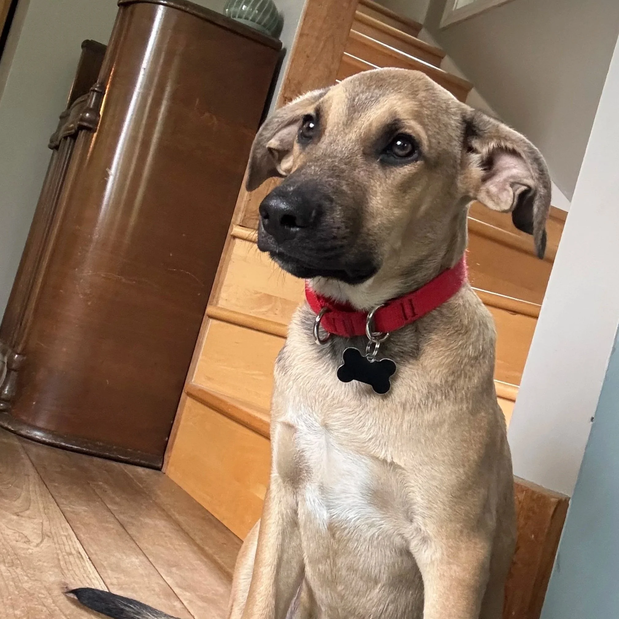 Buster1.jpg