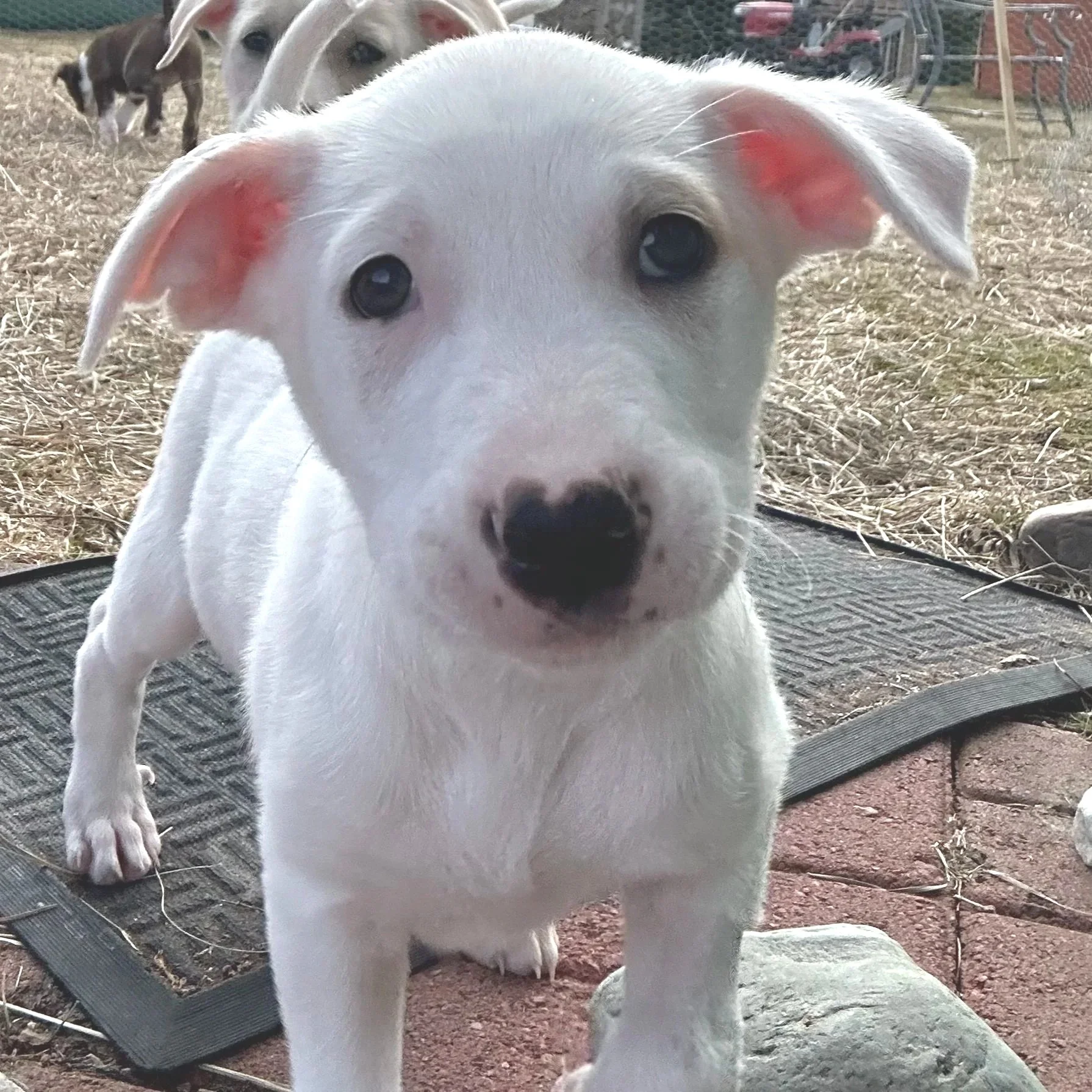 Cheddar - Available to Meet in Vermont - Adopted