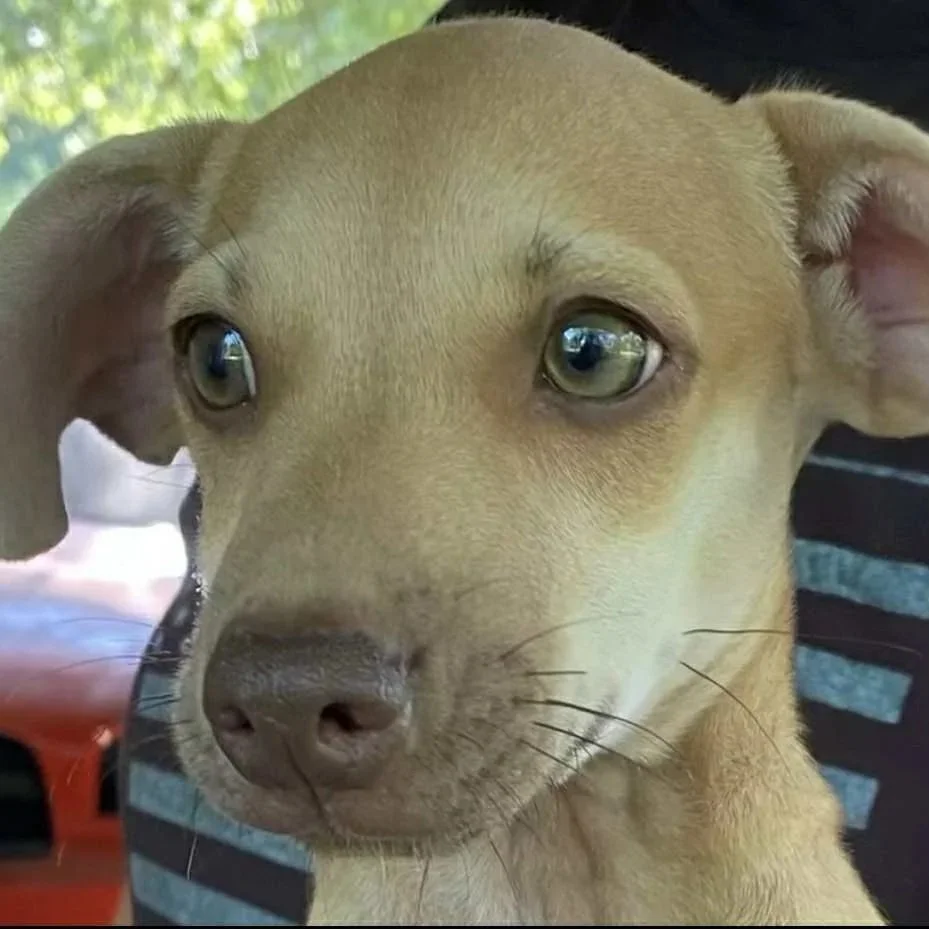 Peanut1.jpg