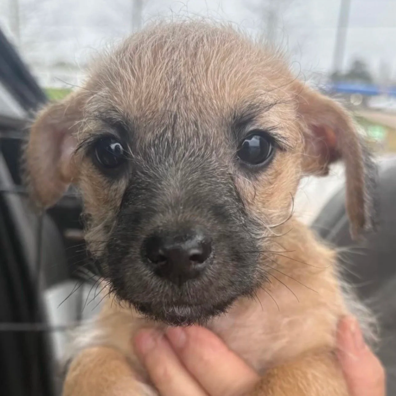 Dustin - The Stranger Things Boys - Adopted