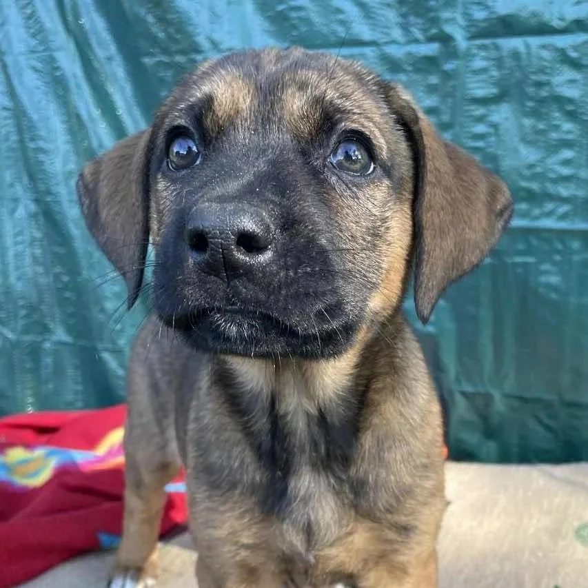 Constance - The Victorian 10