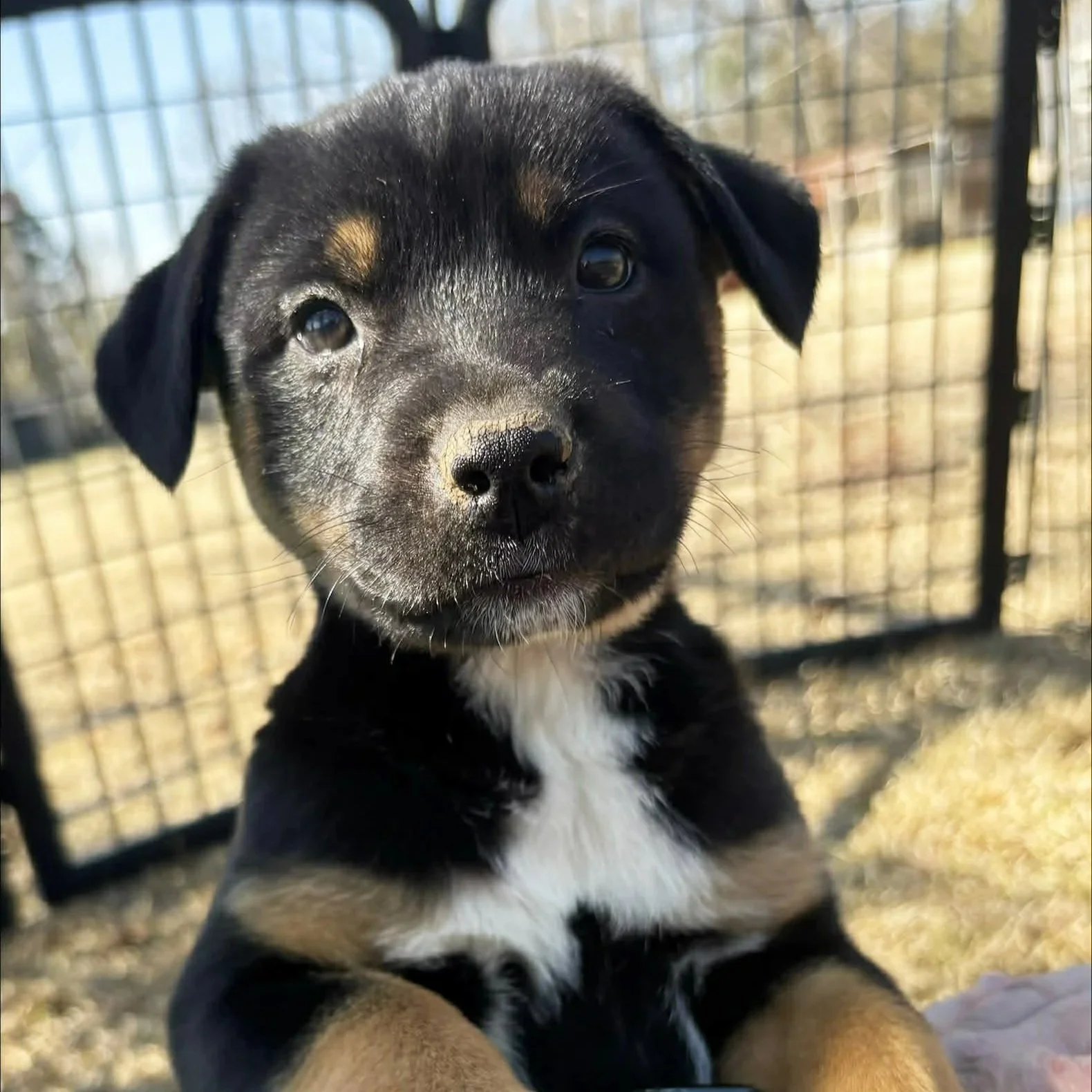 Suzy - The Cinderella Litter