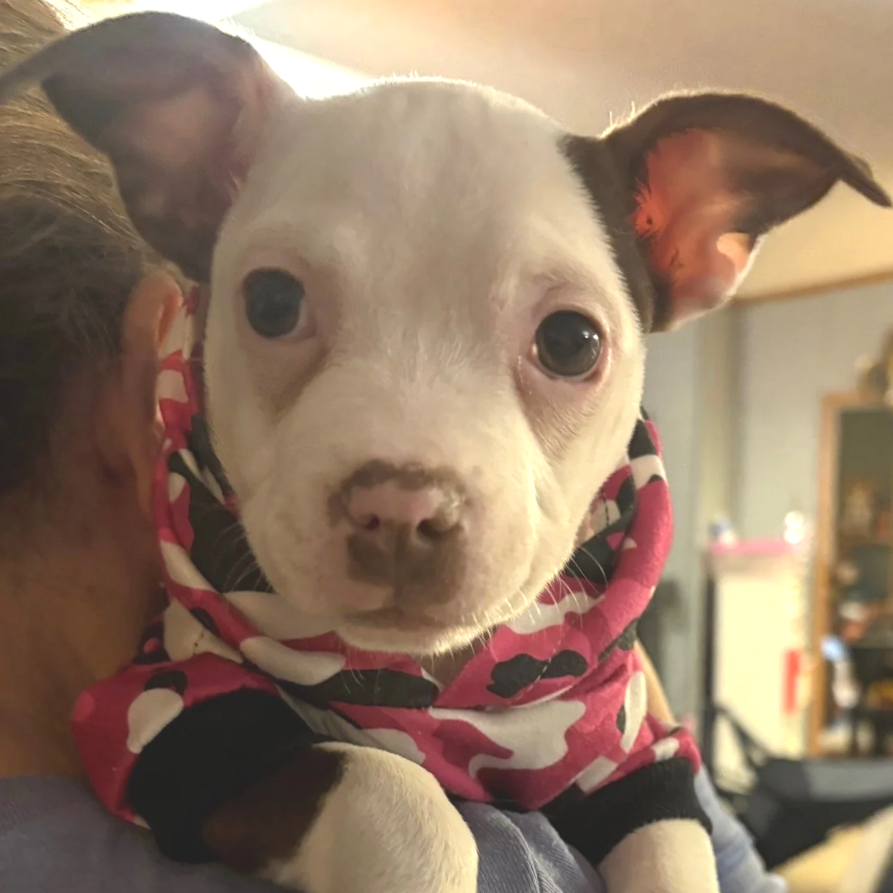 Confetti - The New Year Litter