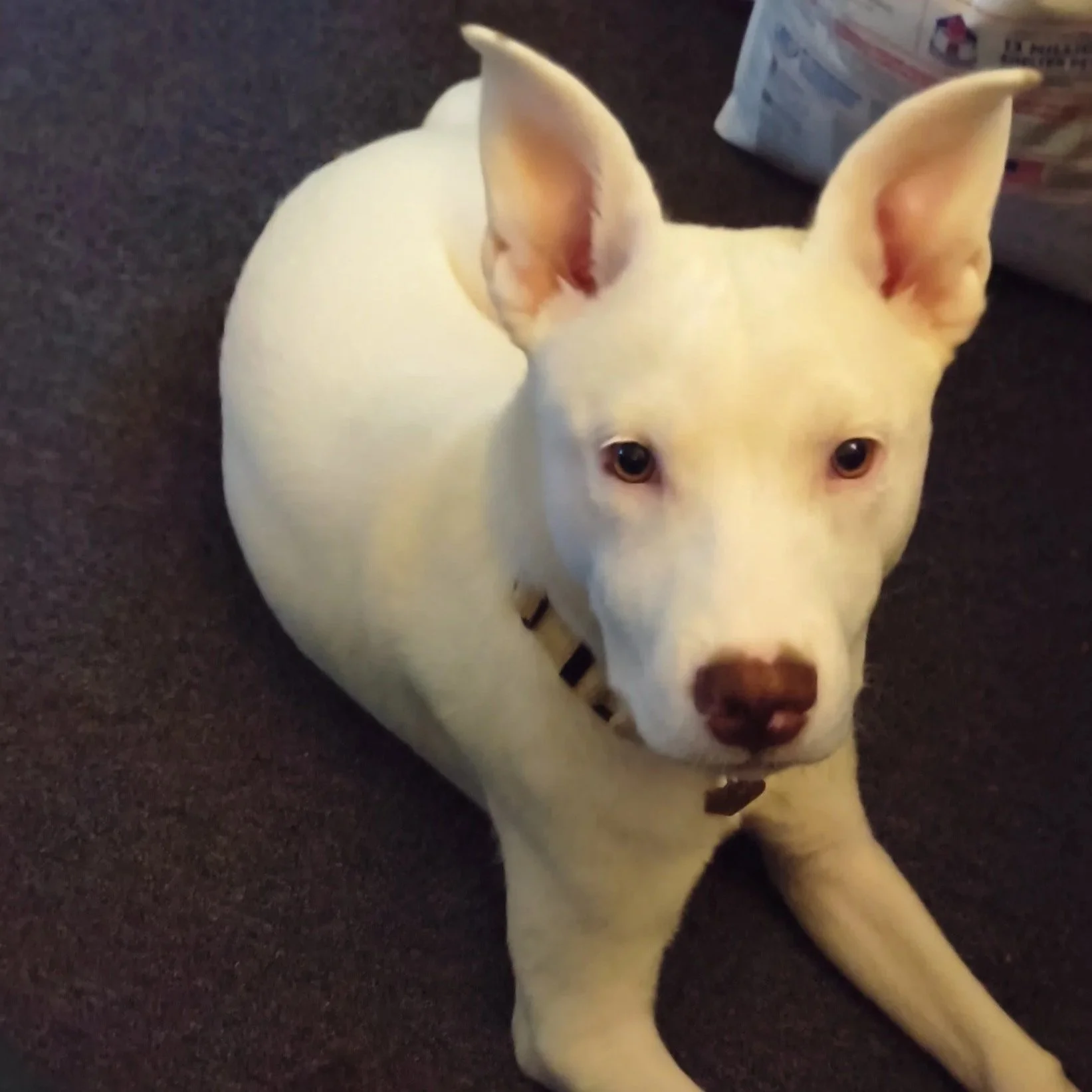Casper2.jpg
