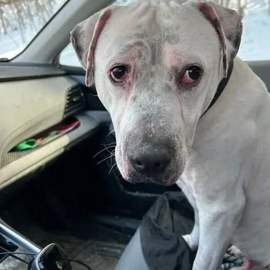 Kuli - Available to Meet in Vermont