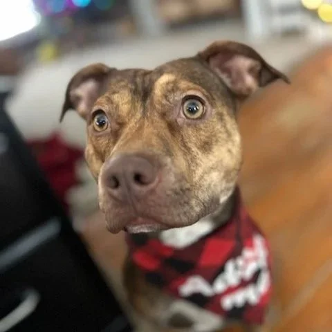 Pebble - Available to Meet in Vermont