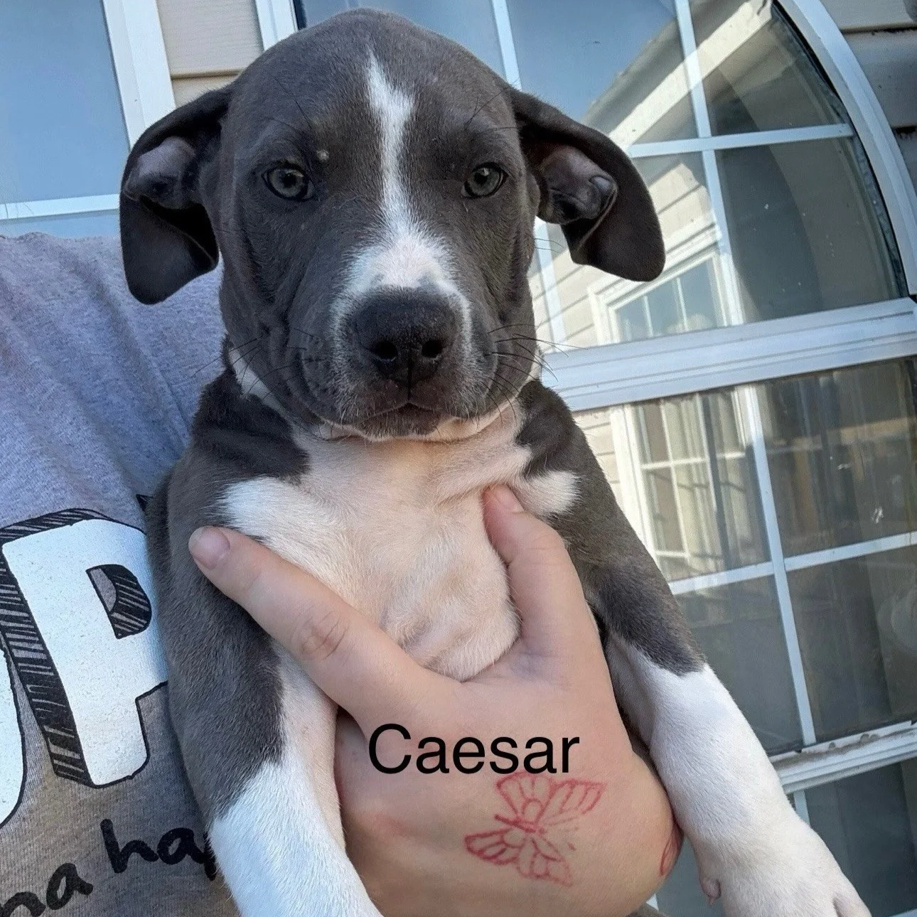 Caesar2.png