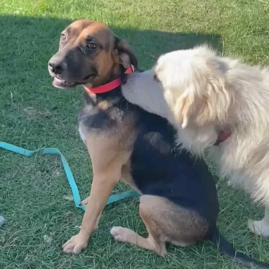 Tango1.jpg