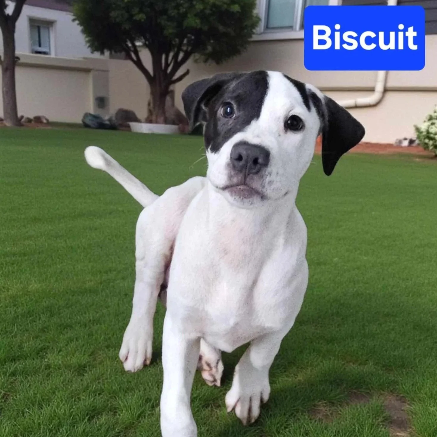 Biscuit1.jpg
