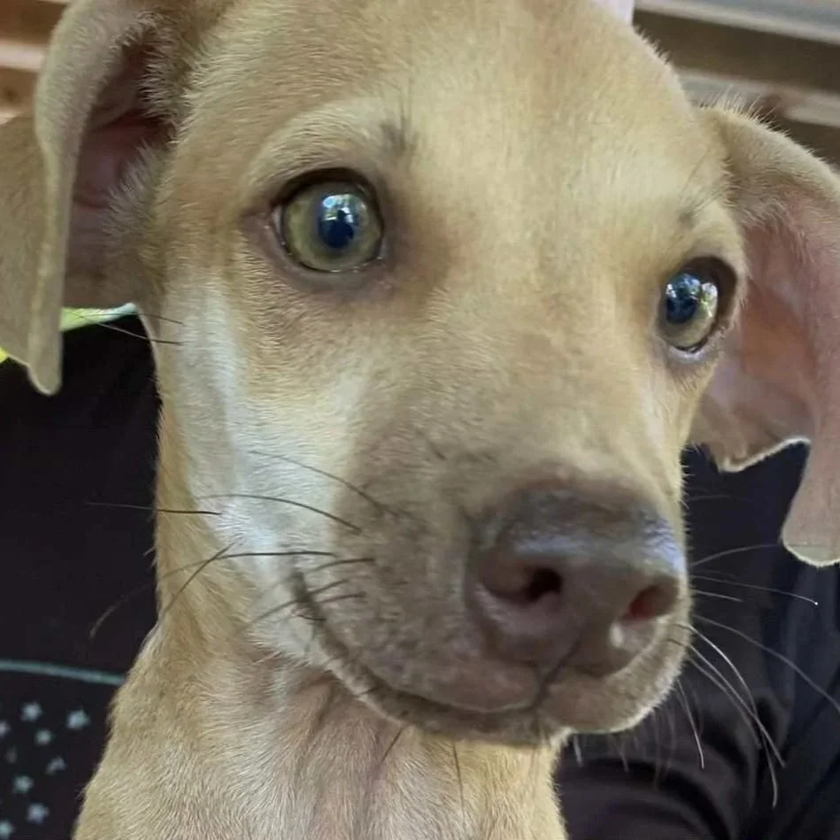 Peanut2.jpg