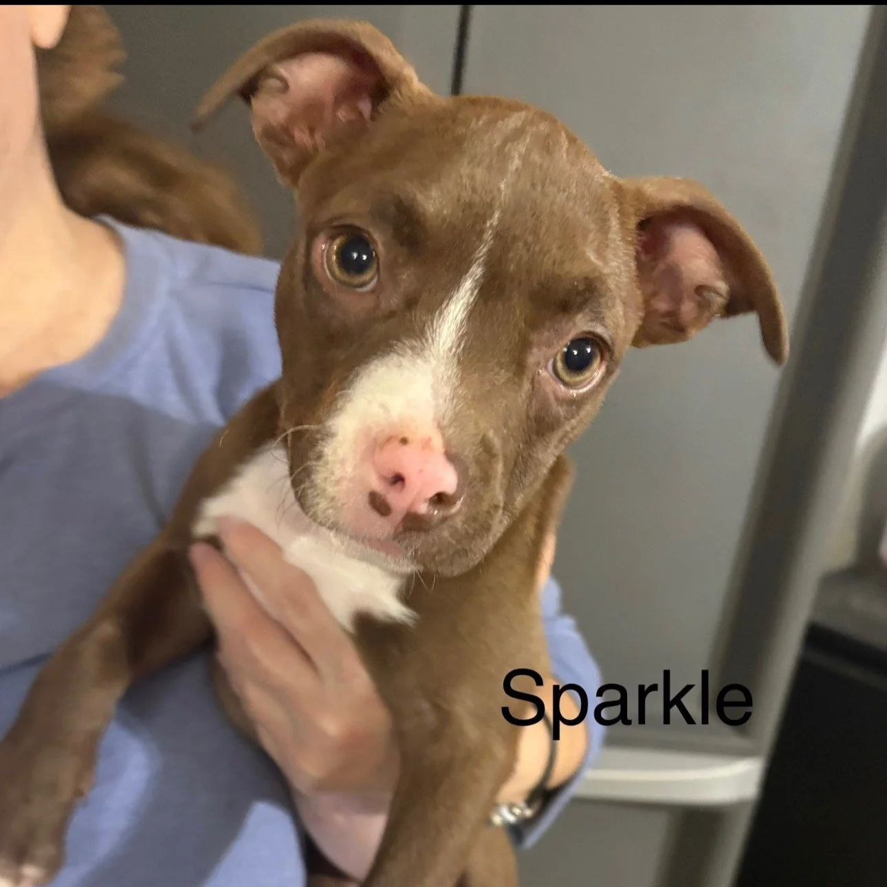 Sparkle - The New Year Litter