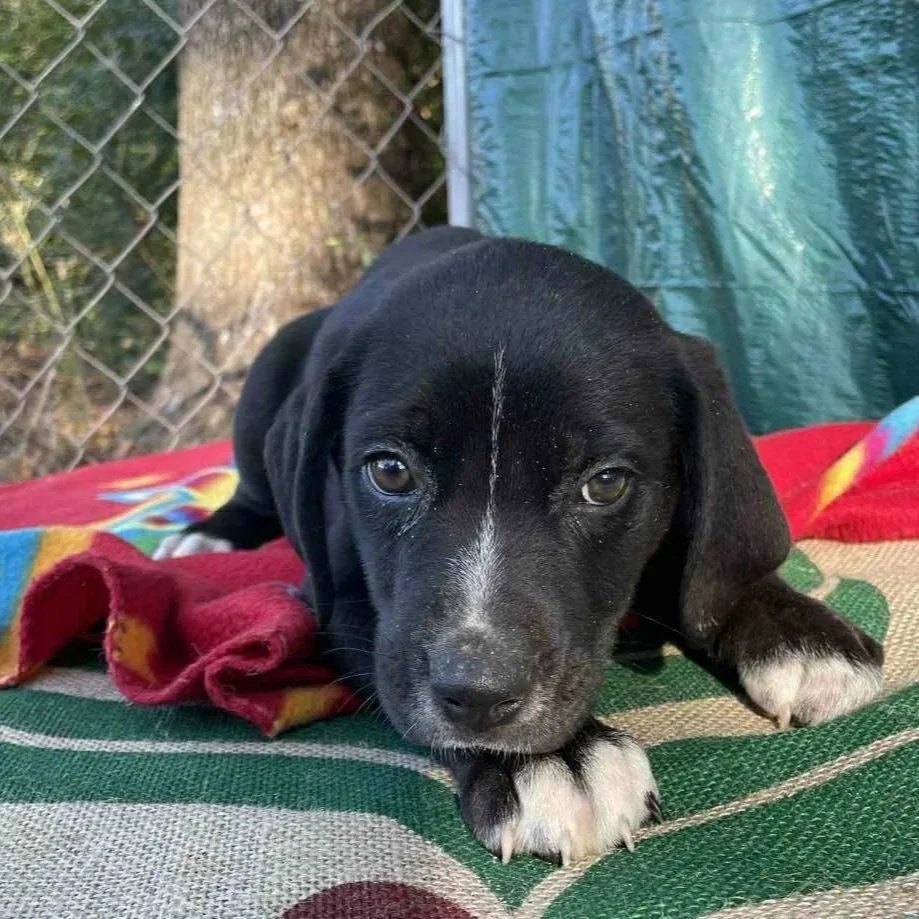 Reuben - The Victorian 10