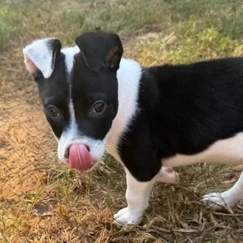 Aries - The Bottle Babies