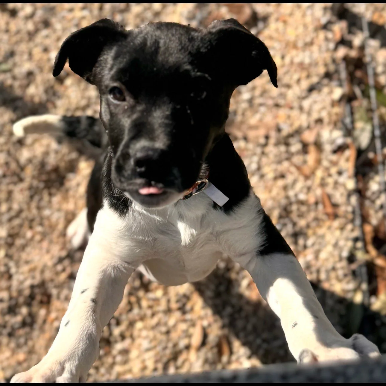 Jasmine - The J Puppies - Available to Meet in Vermont - Adopted