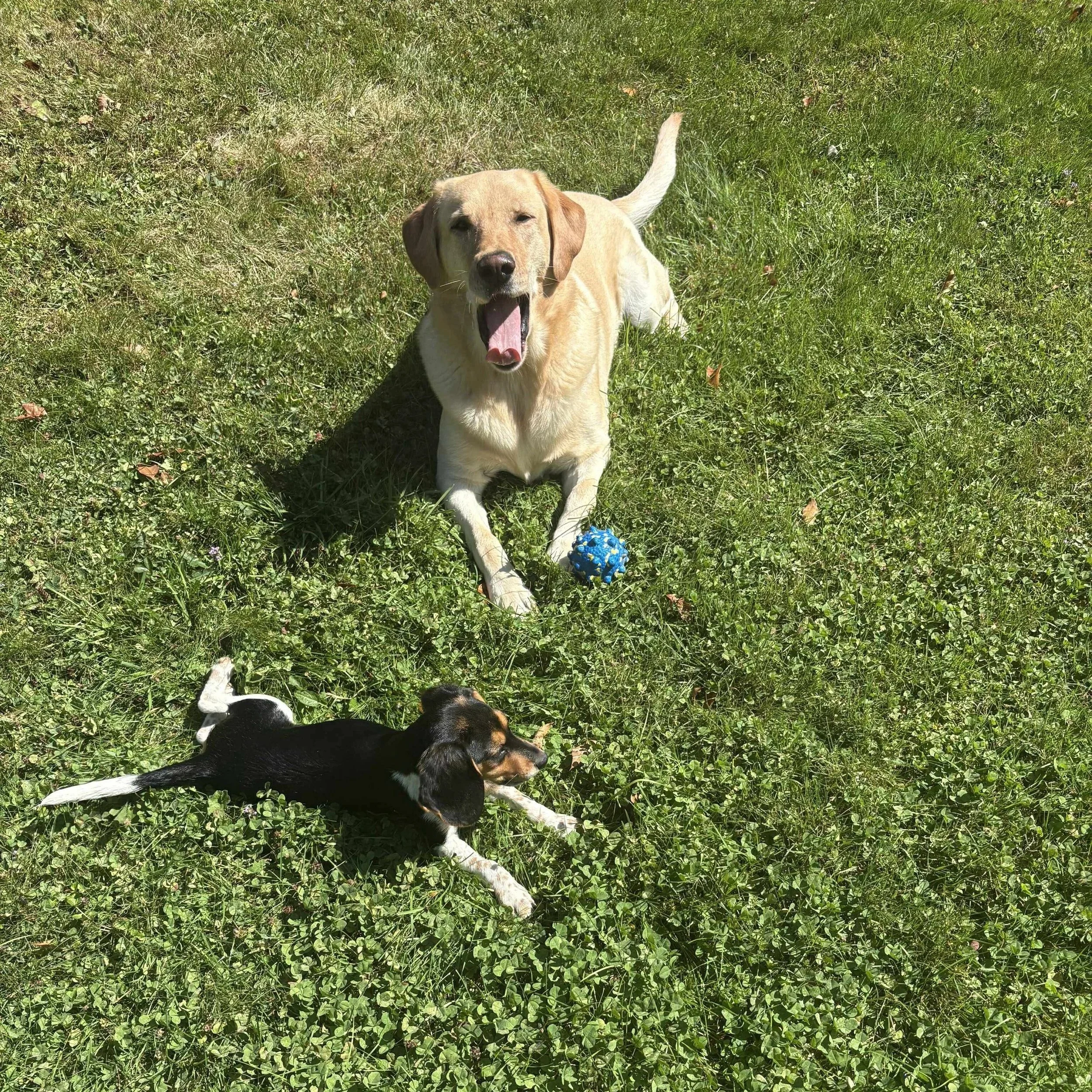 Clover+2+6.jpg
