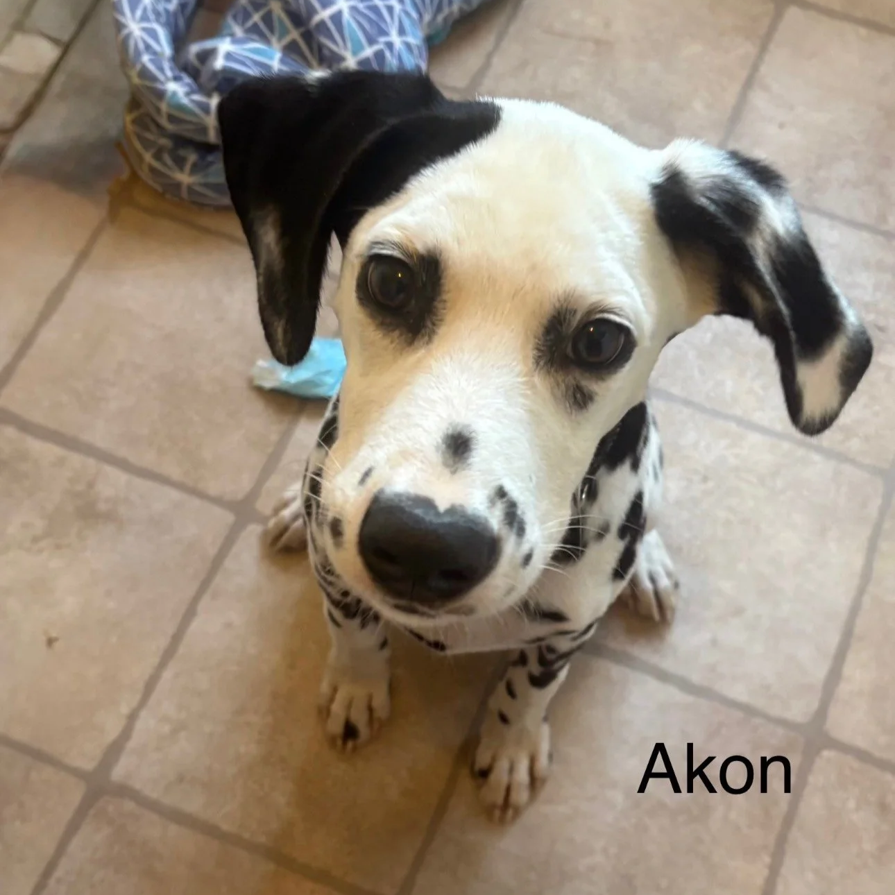 Akon4.png
