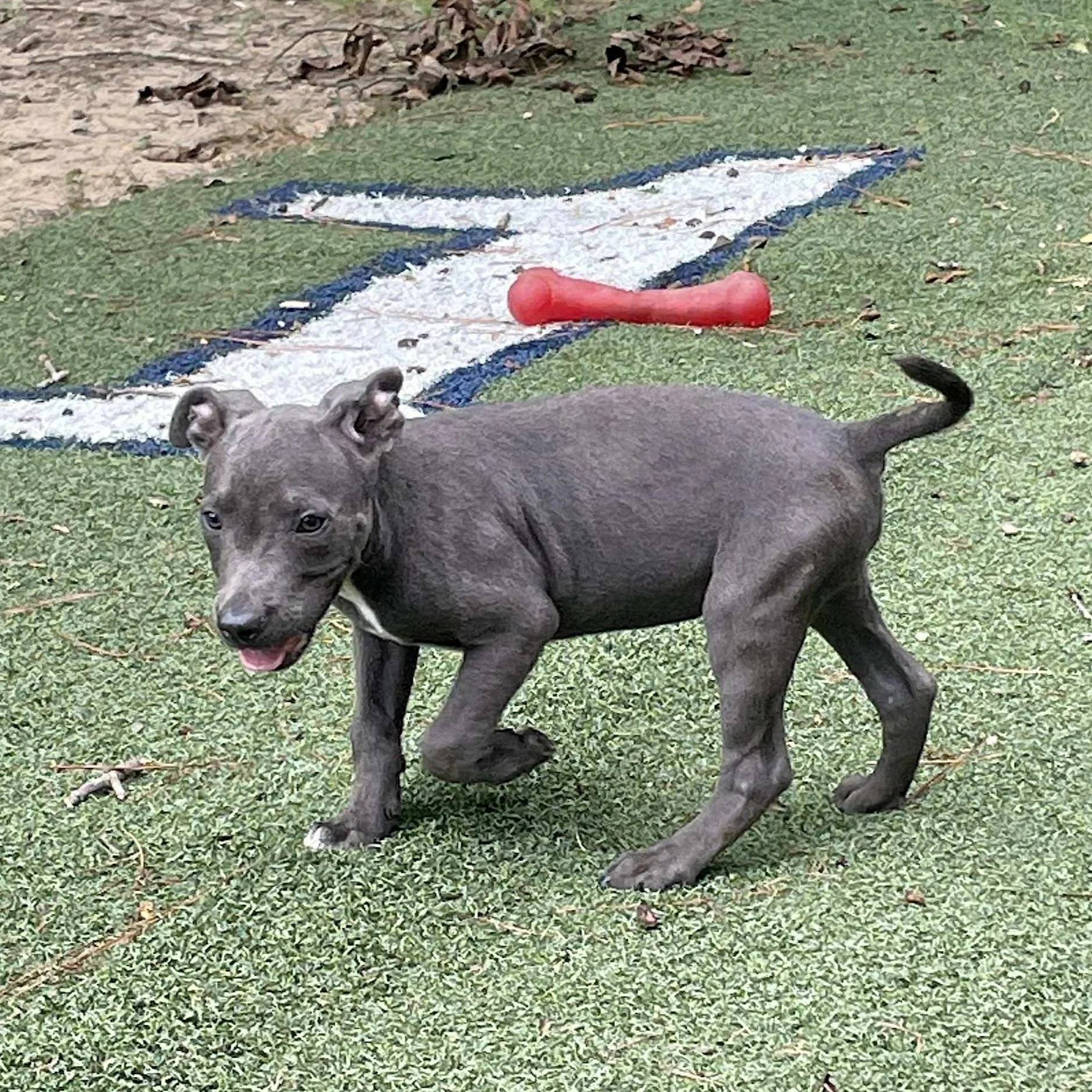 Bailey2.jpg