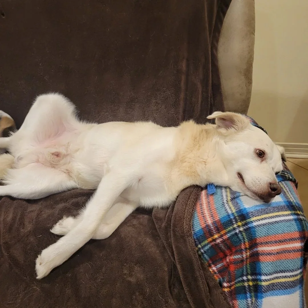 Snowball.jpg