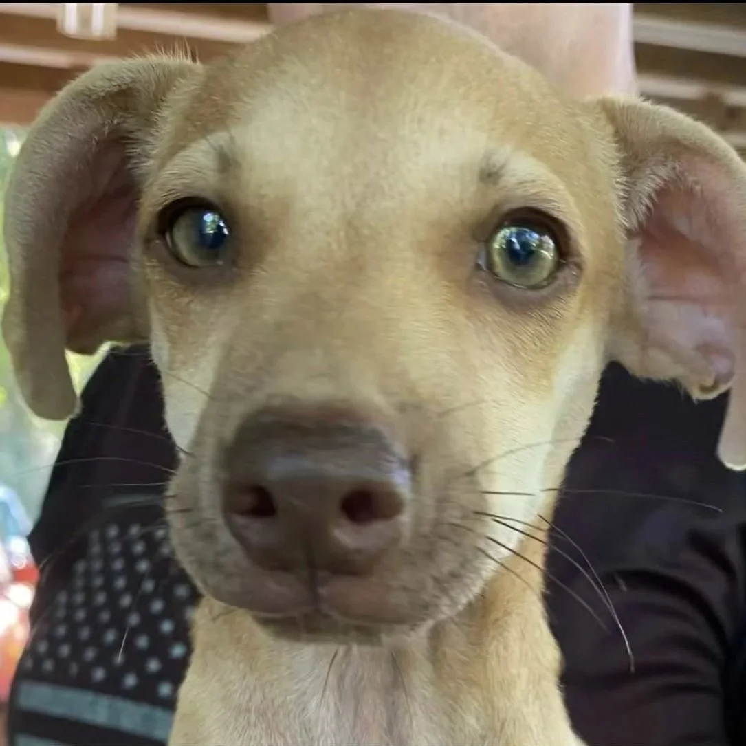 Peanut4.jpg