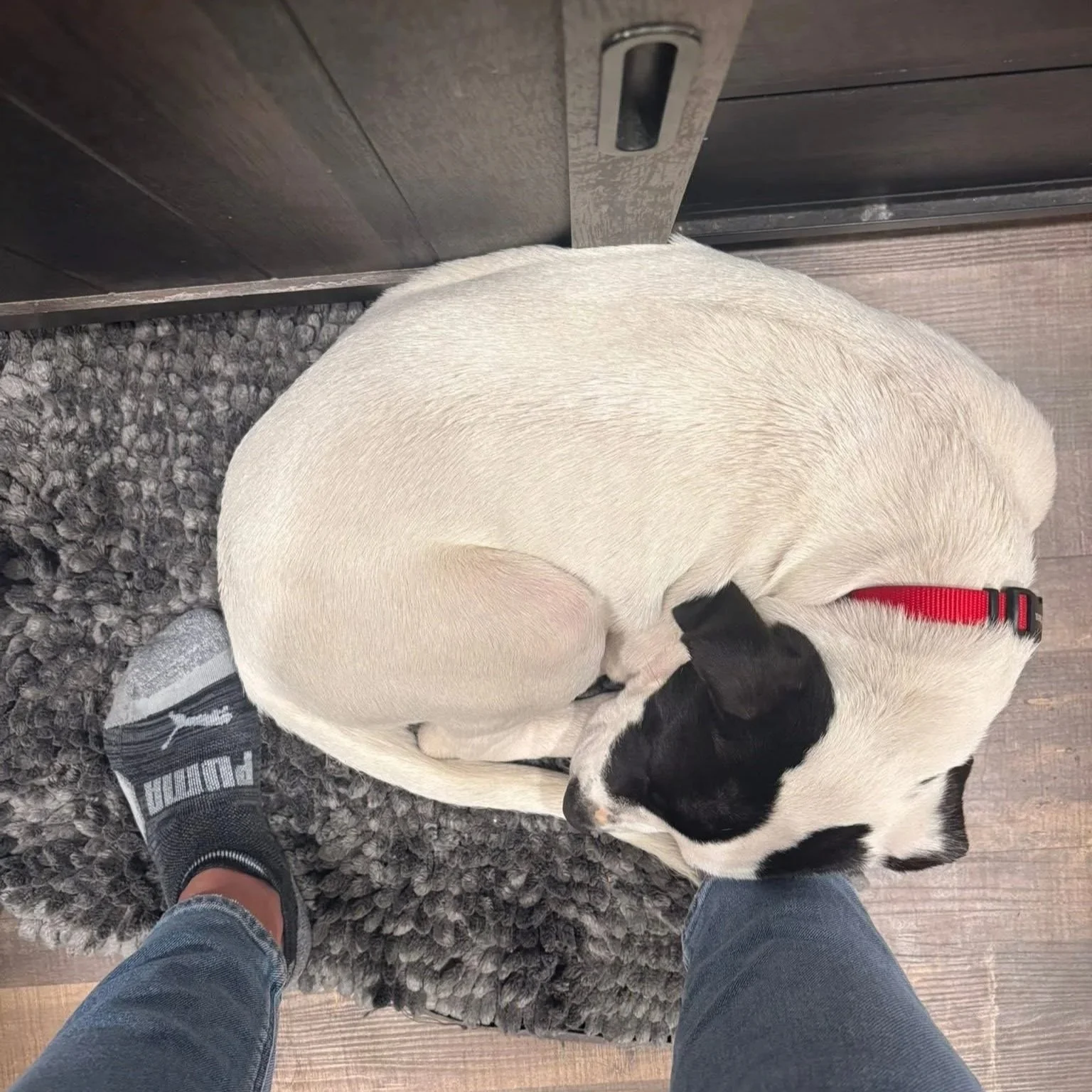 Biscuit+1.jpg