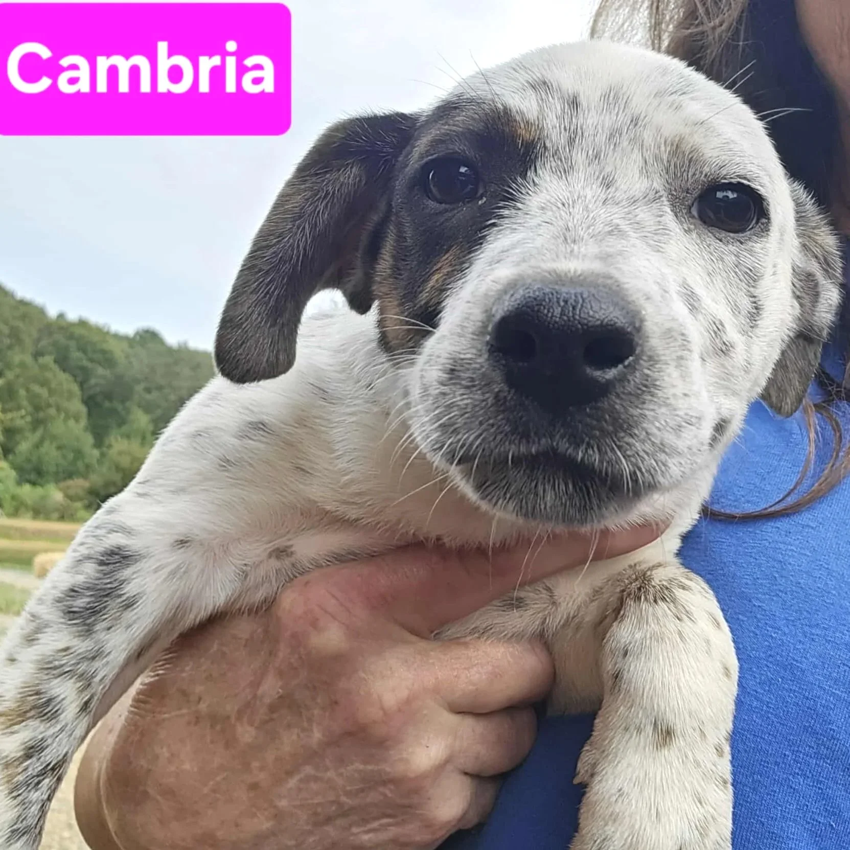 Cambria2.jpg