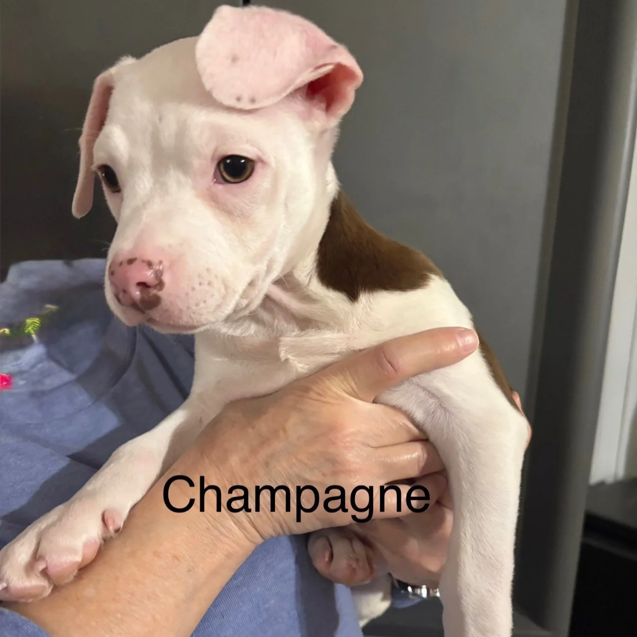 Champagne - The New Year Litter