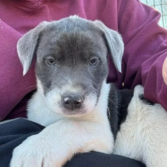 Perla - The Cinderella Litter - Adopted