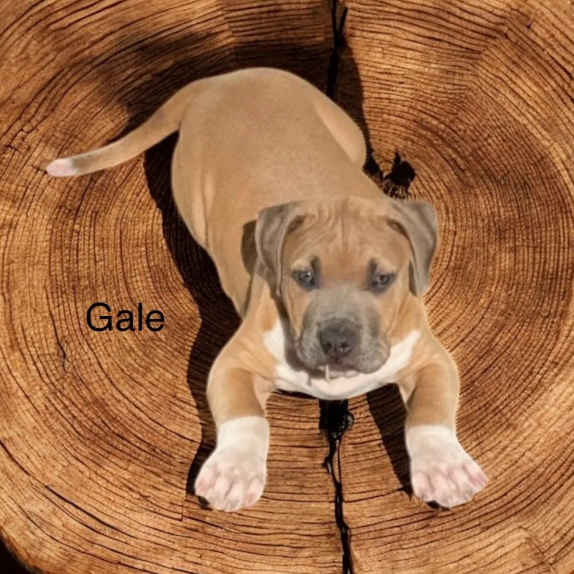 Gale4.png
