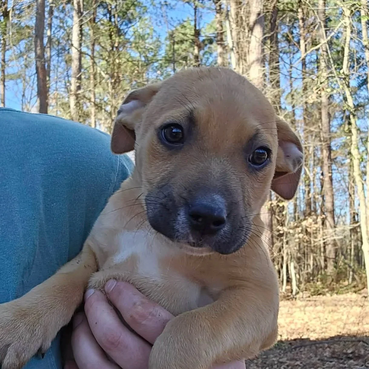 Daphne - The Mystery Gang