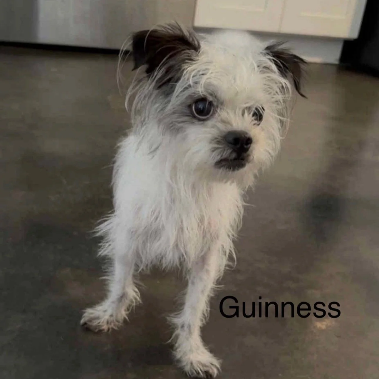 Guiness1.png